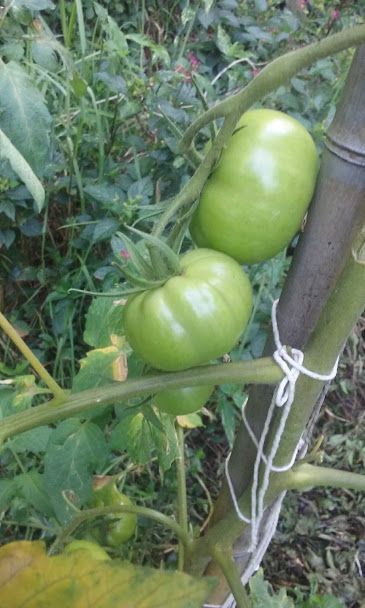 tomate2.jpg