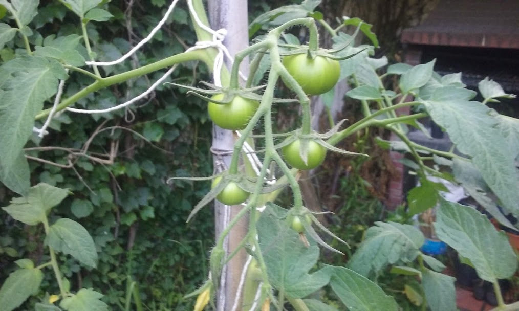 tomate3.jpg