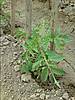 tomate_19-4-11.JPG