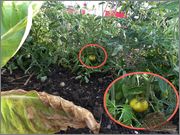 tomate_primero.jpg