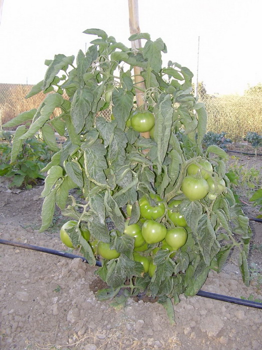 Tomatera-1.jpg