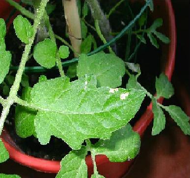 tomatera%20003.JPG