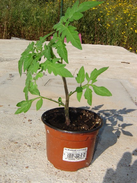 tomatera%208%20abril.JPG