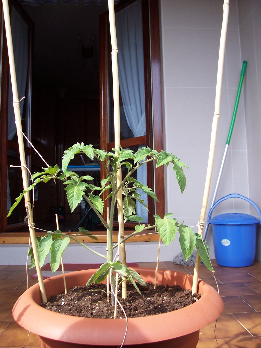 TOMATERA%20ENTUTORADAA.jpg