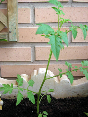 Tomatera.JPG