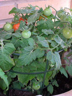 Tomatera3.JPG
