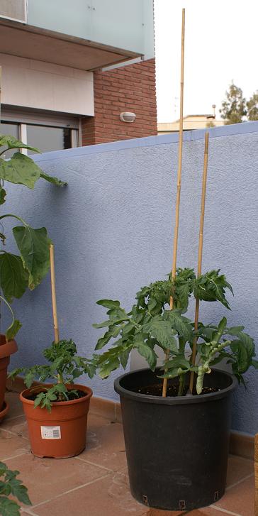 tomatera_gran_i_cherry.jpg