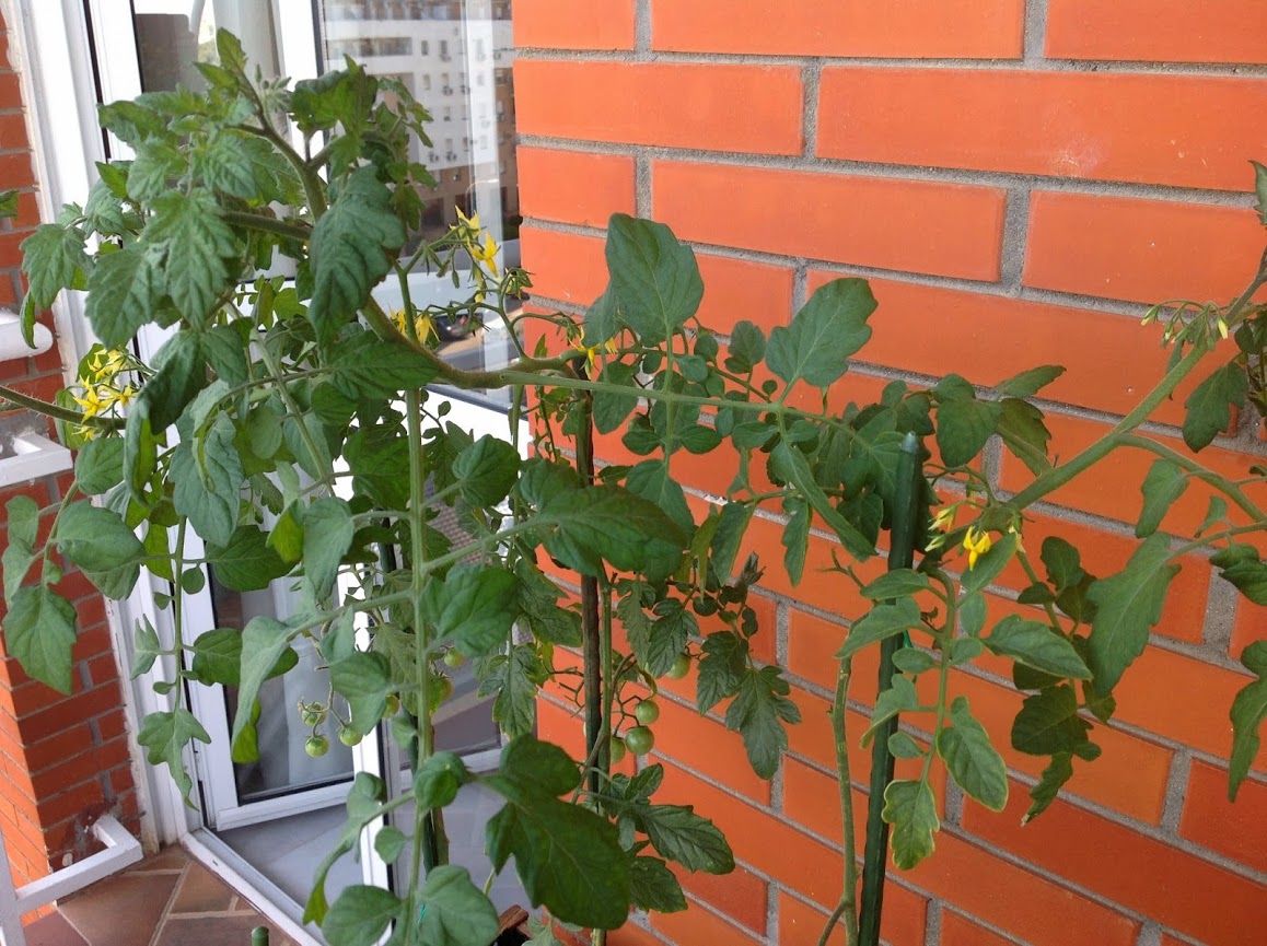 TOMATERAS+DOBLADAS.jpg
