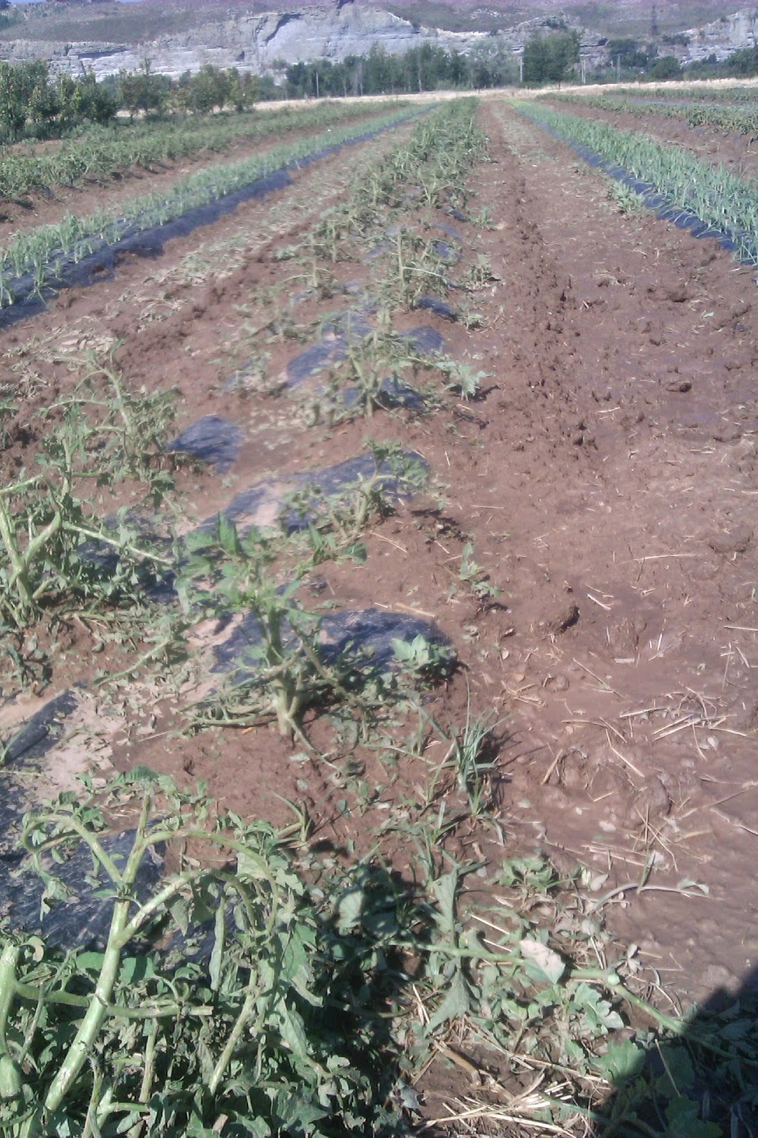 tomateras+granizada.jpg