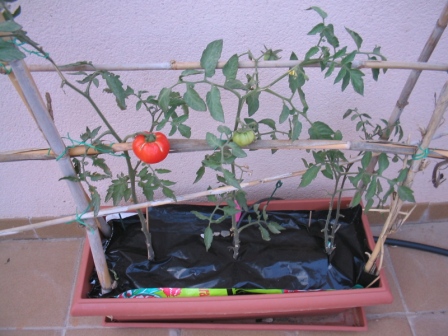 Tomateras.jpg