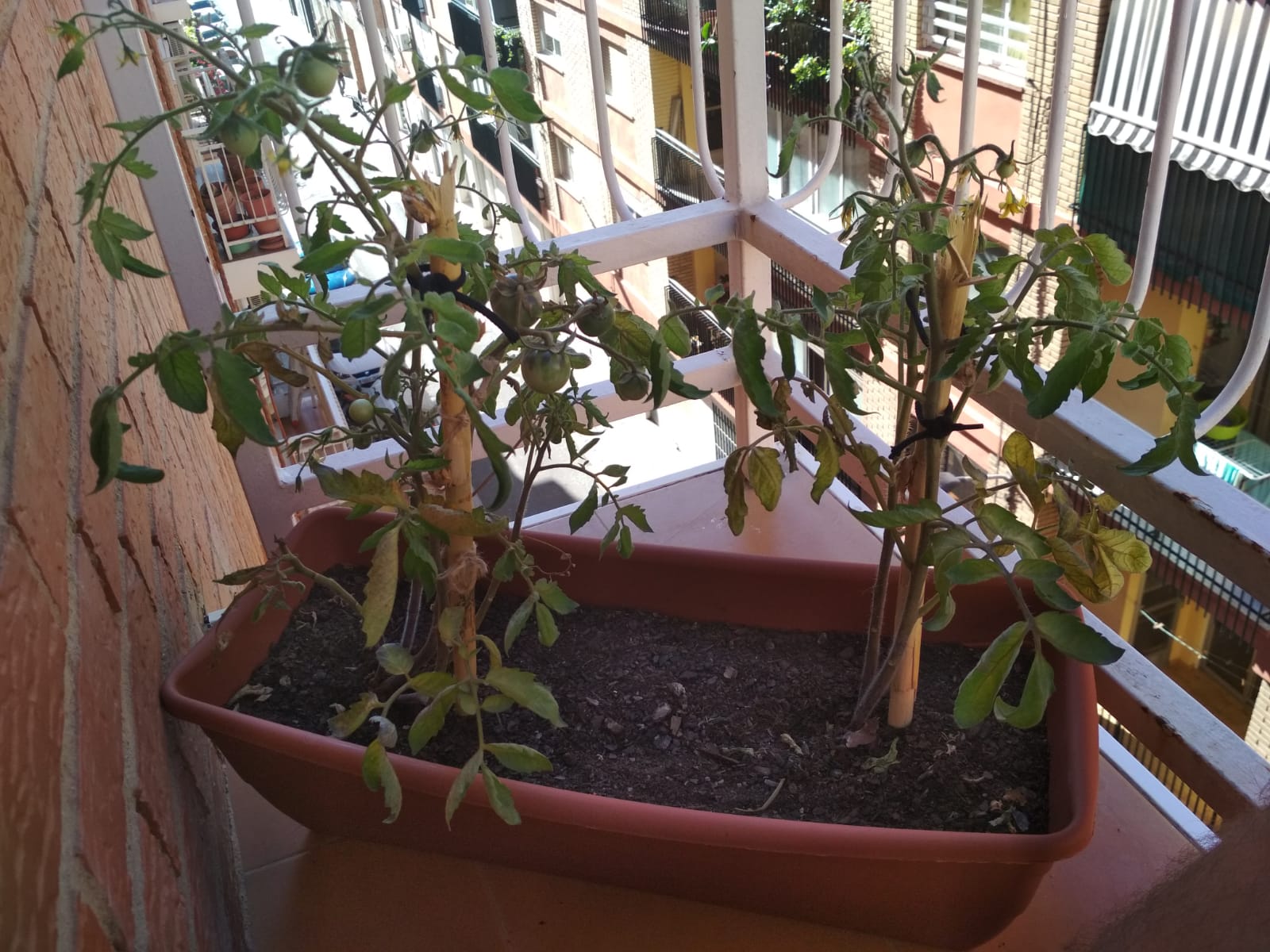 Tomateras-las-dos.jpg