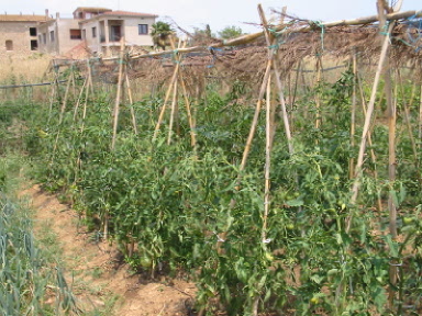 tomateres%20general.jpg