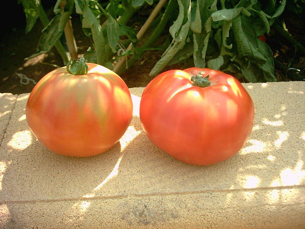 Tomates%202.JPG