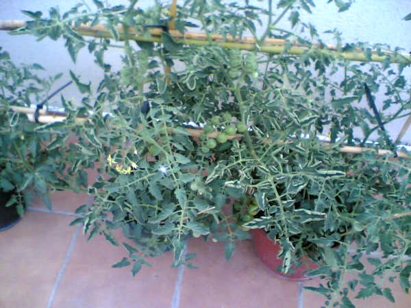 tomates%20cherry.jpg