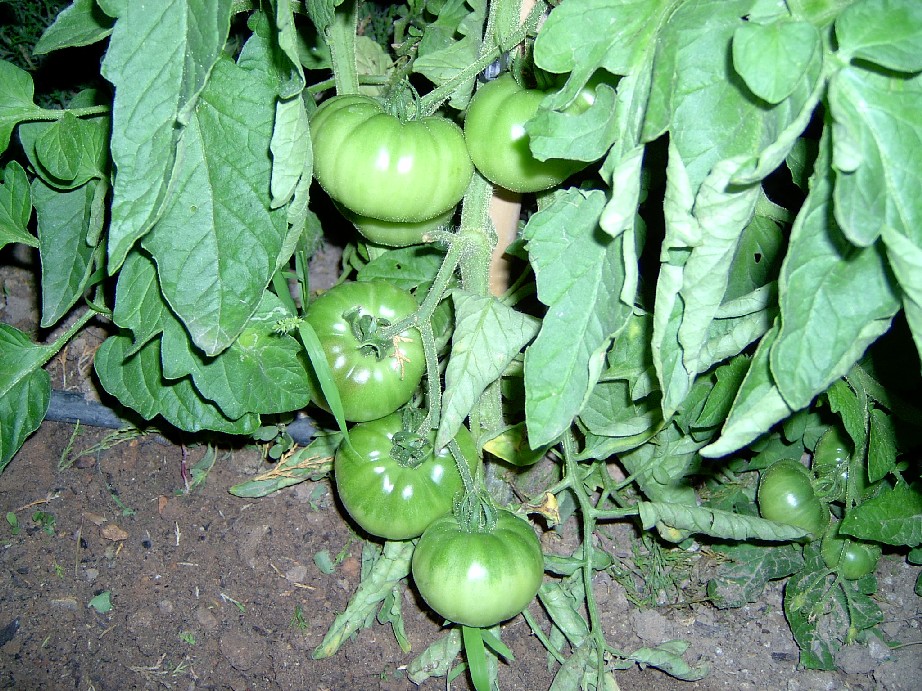 tomates..%20y%20de%20nueve.jpg