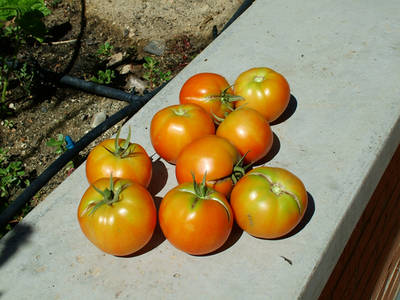 Tomates-25-7_06.jpg