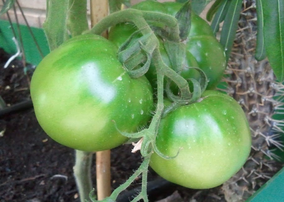 Tomates%25252003-07-11.jpg
