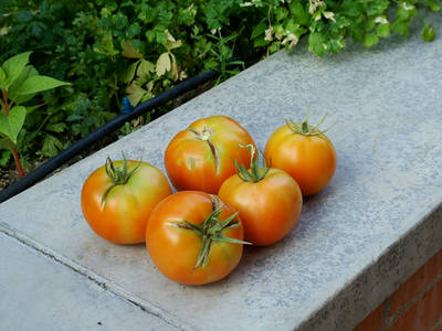 Tomates-26_7_06.jpg