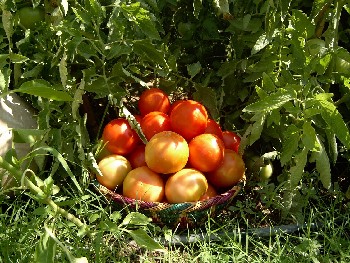 tomates.%28martes%29.jpg