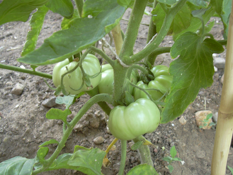 tomates%7E0.jpg