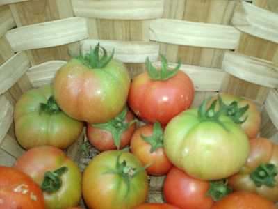 tomates colgar cesta.JPG