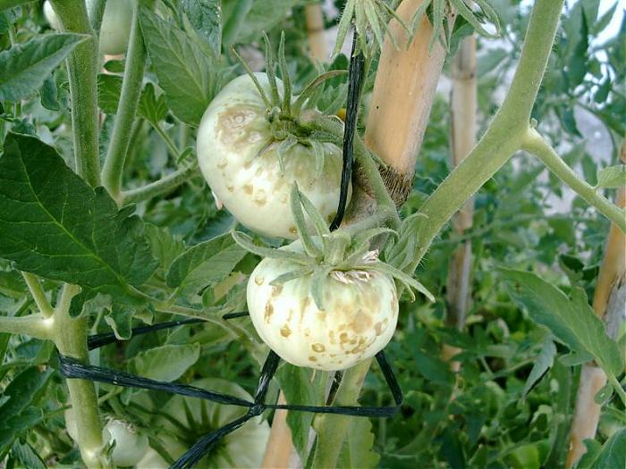 tomates enfermos.jpg