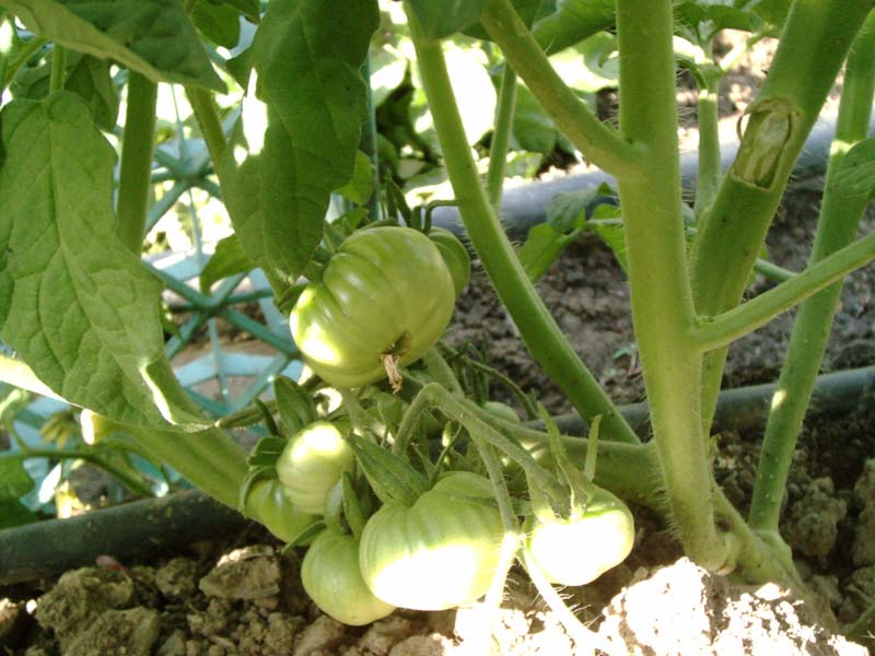 tomates.jpg