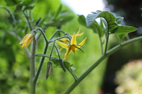 tomates.jpg