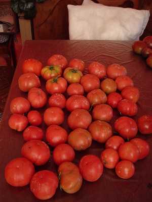 tomates para colgar.JPG