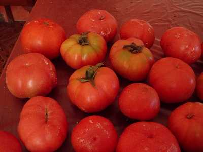 tomates para colgar2.JPG