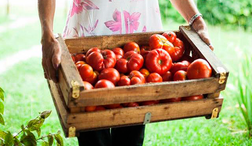 tomates-platense.jpg