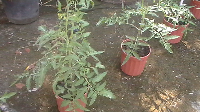 tomates05112011_4.JPG