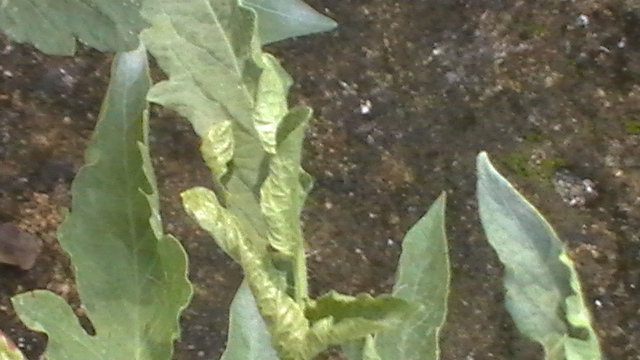 tomates05112011_5.JPG