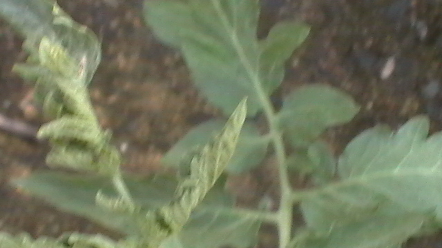 tomates05112011_6.JPG