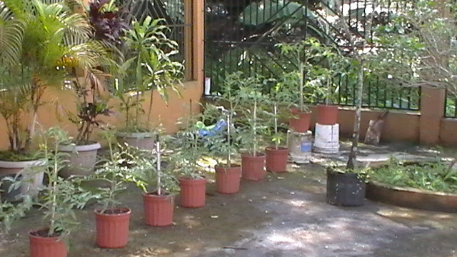 tomates05112011_8.JPG