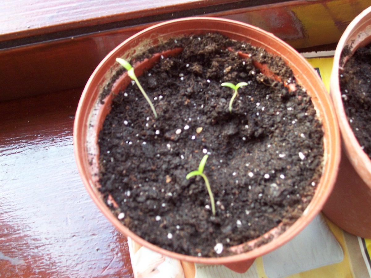 tomates1.jpg
