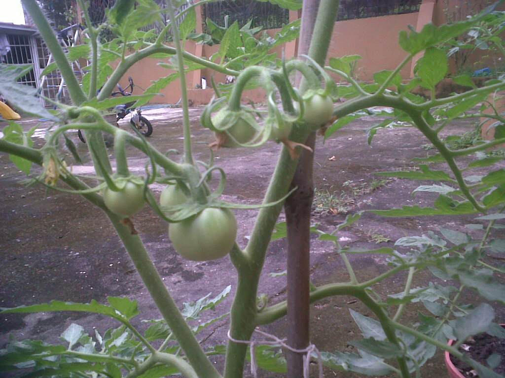 tomates10112011_1.jpg