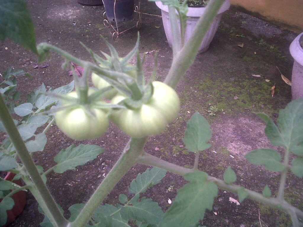 tomates10112011_4.jpg