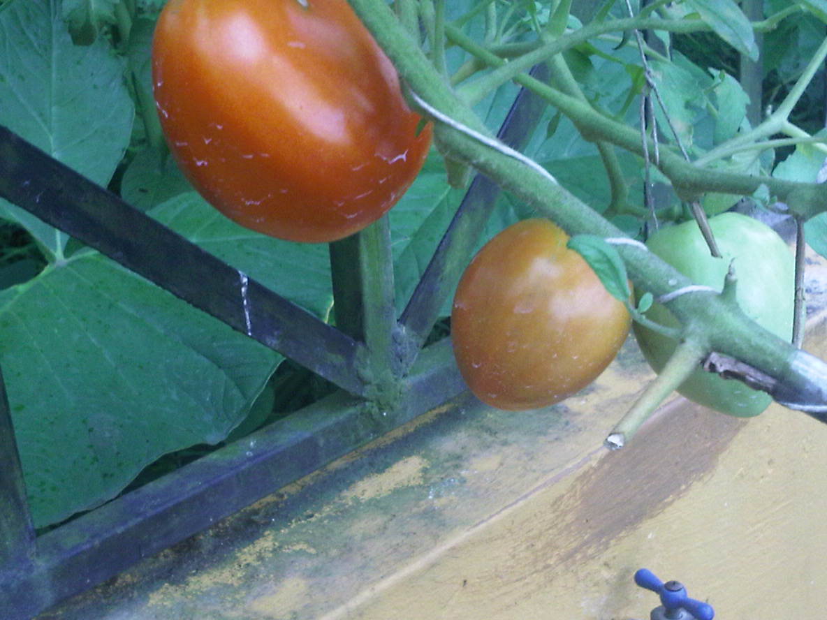 tomates11122011_2.jpg