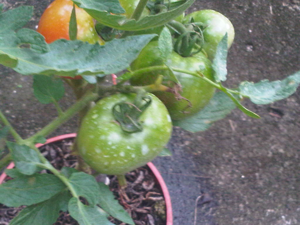 tomates11122011_3.jpg