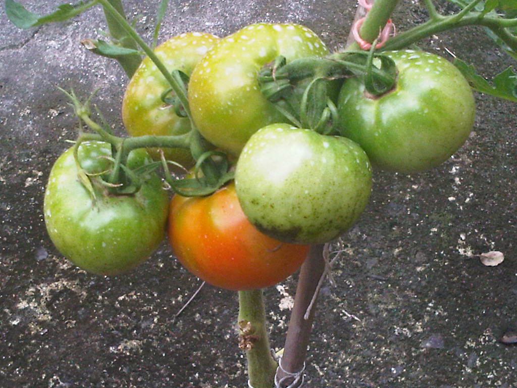 tomates11122011_4.jpg