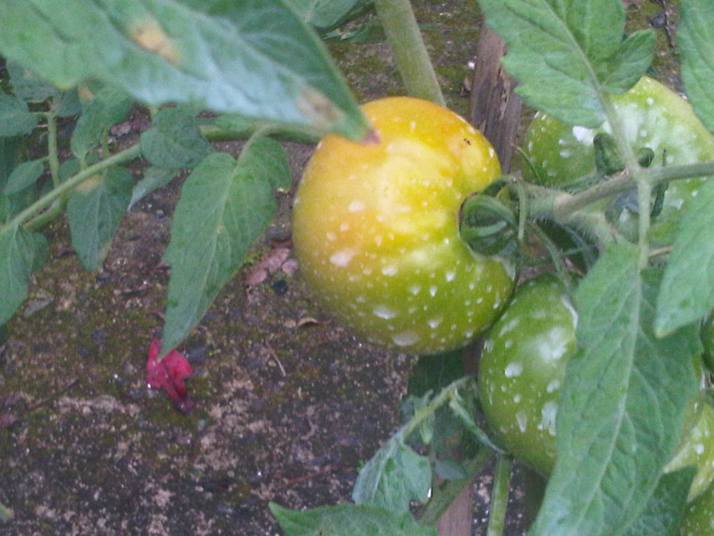 tomates11122011_5.jpg