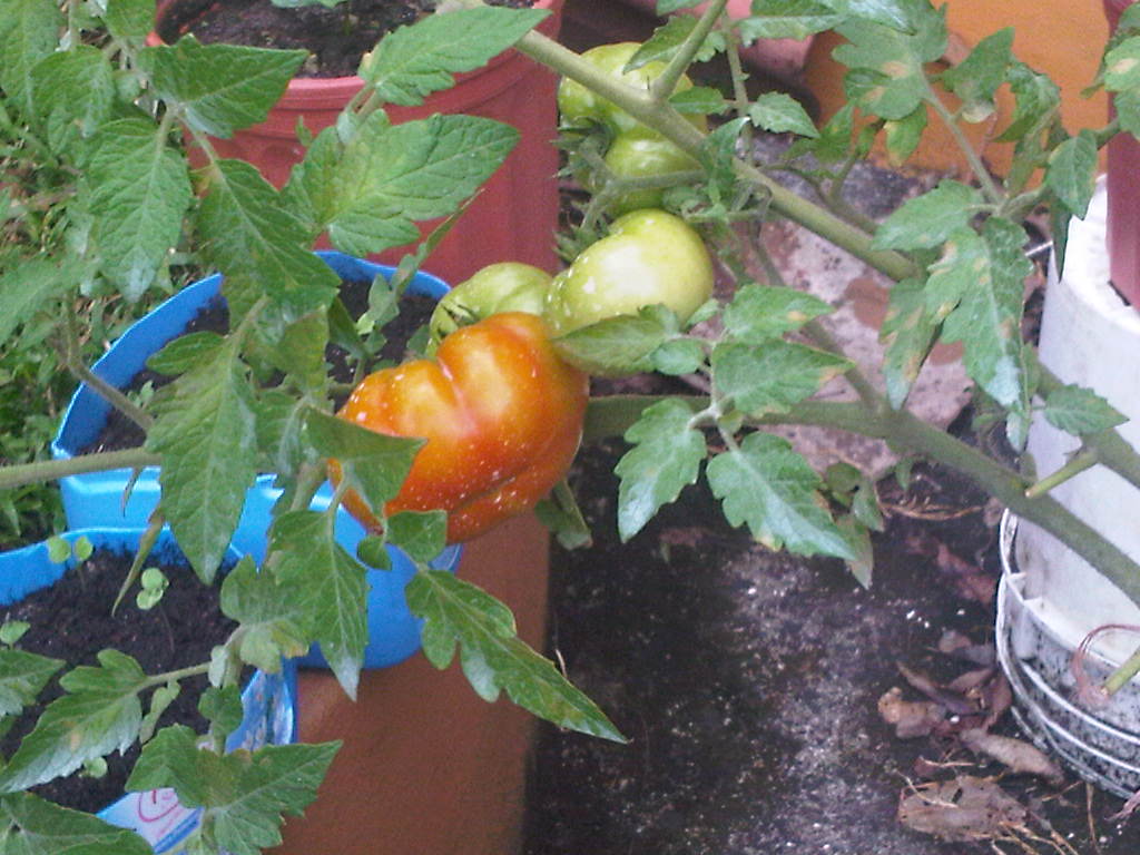 tomates11122011_6.jpg