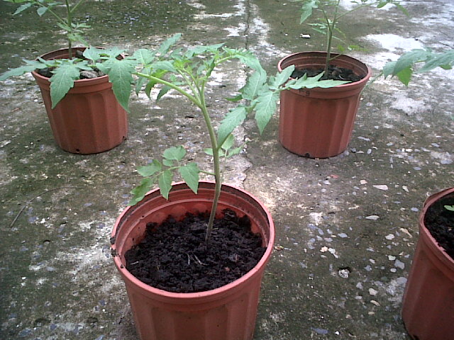 tomates18102011_1.jpg