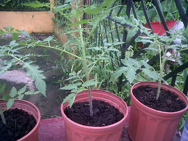 tomates18102011_3.jpg