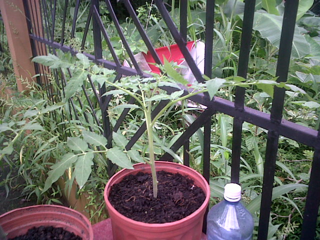 tomates18102011_4.jpg