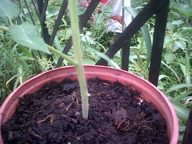 tomates18102011_5.jpg