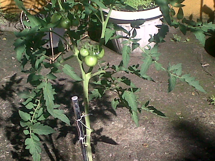 tomates201111_2.jpg