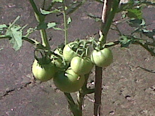 tomates201111_3.jpg