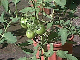 tomates201111_4.jpg